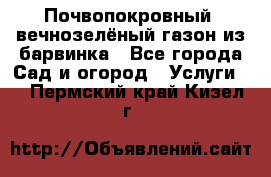 Почвопокровный, вечнозелёный газон из барвинка - Все города Сад и огород » Услуги   . Пермский край,Кизел г.